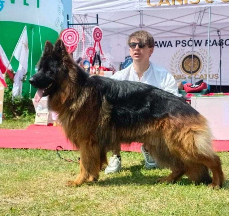 Owczarek Niemiecki Szczenię