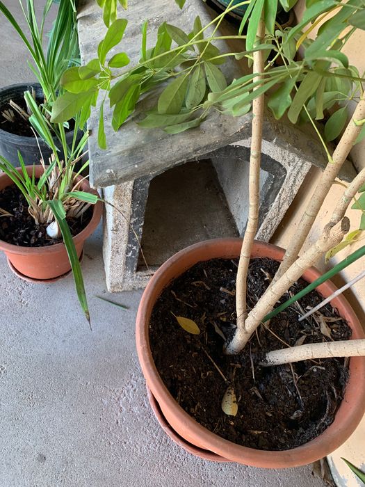 Casota de cão e tanque de roupa