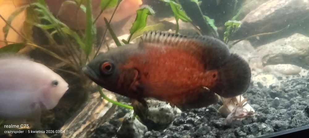 Rybki pawie oka oscary