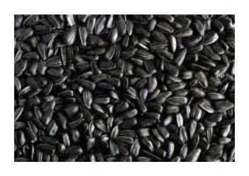 Słonecznik czarny dla ptaków worek 20 kg.