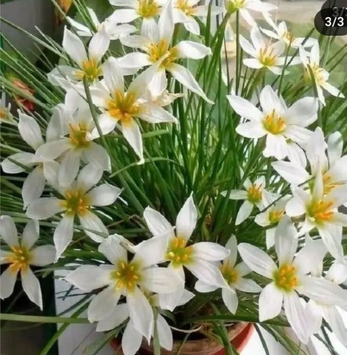 Зефірантес (вискочка або кімнатний нарцис)