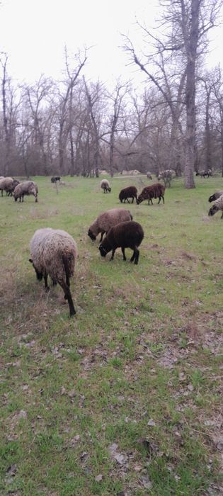 Романівські вівці