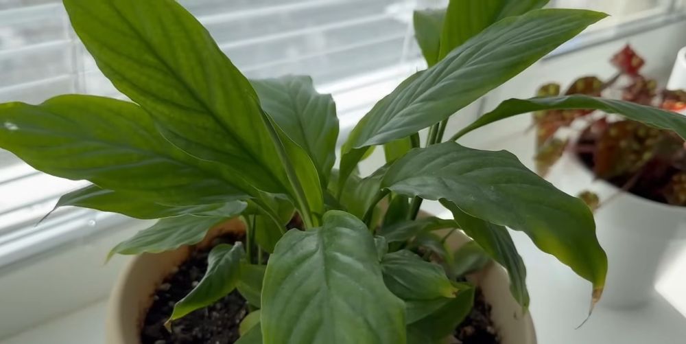 алоє хлорофітум традисканція фікус