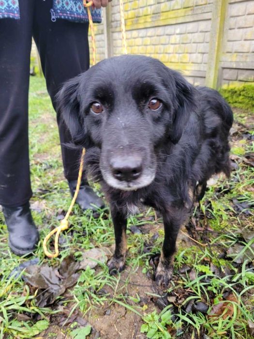Łagodny Disel w typie mini-flat coated retrievera szuka domu !!
