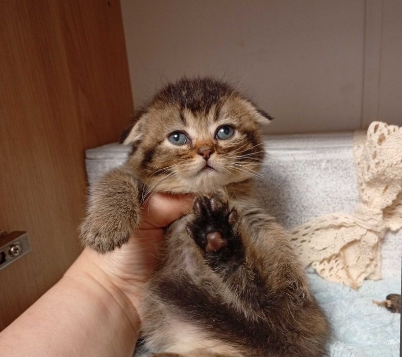 Скоттиш фолд девочка