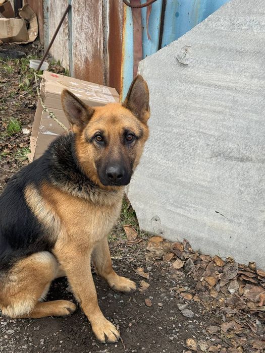 Замечена собака овчарка на Бочарова