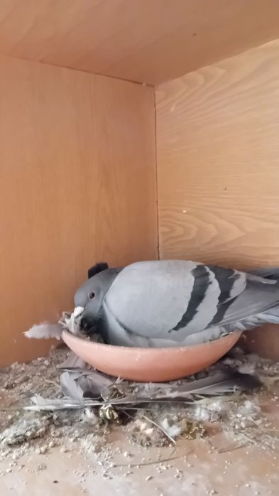 Vendo pombos correios baratos