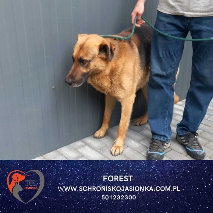 FOREST do adopcji Schronisko Jasionka