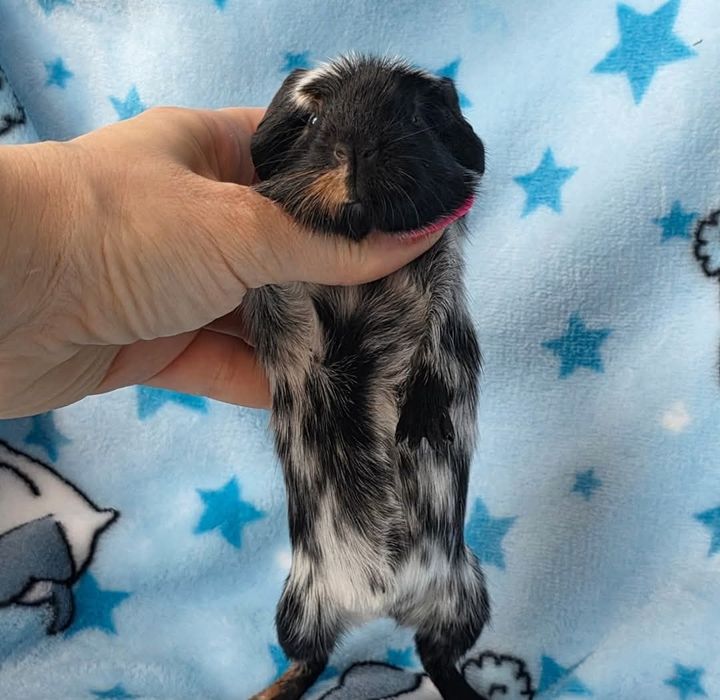 Малюк морська свинка п-к "Малютка Піг"