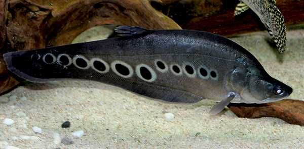 GB Ryba Nóż, Nożowiec Chitala - dowóz ryb!