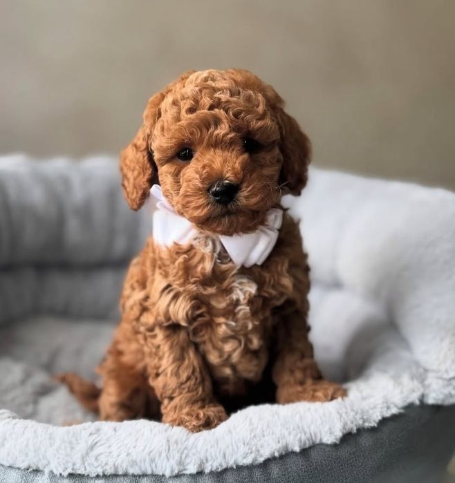 Малиш  ред браун той пудель