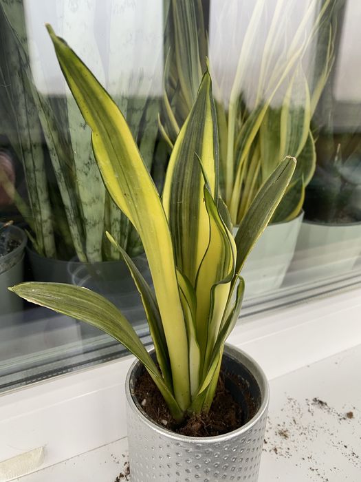 Сансевіерія Моргенштерн санса сансевіера сортова