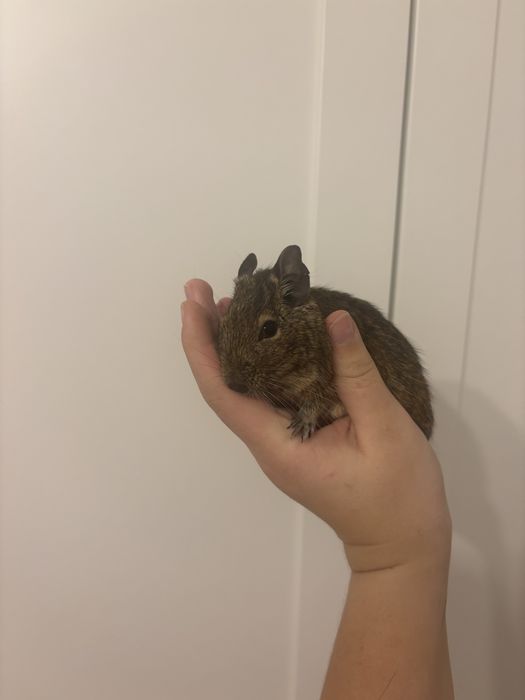 Koszatniczki w odcieniach brozowym i szarym