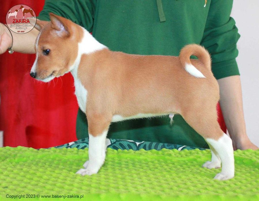 Szczenię Basenji po Multi Championie, WIOSNA-LATO 2026, ZAKIRA FCI
