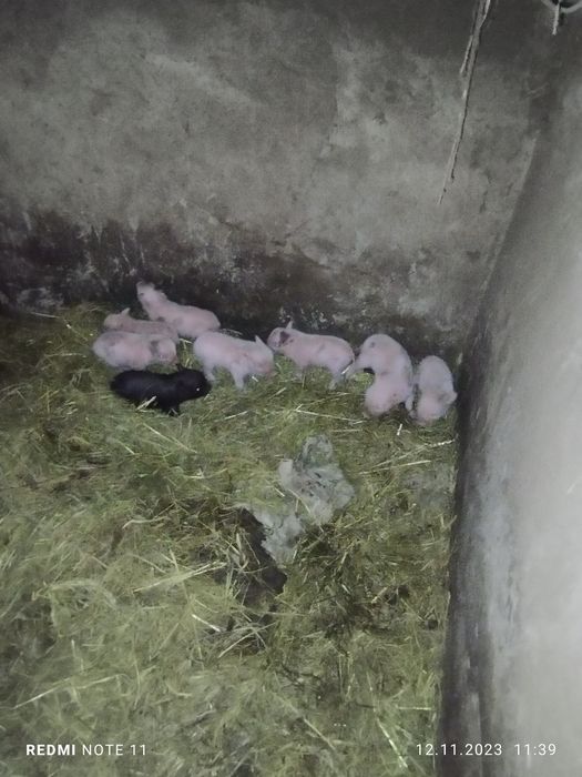 В'єтнамські свині