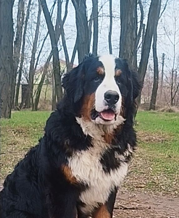 GOLDAWARD PRESTIGE. Мальчик с документами КСУ.