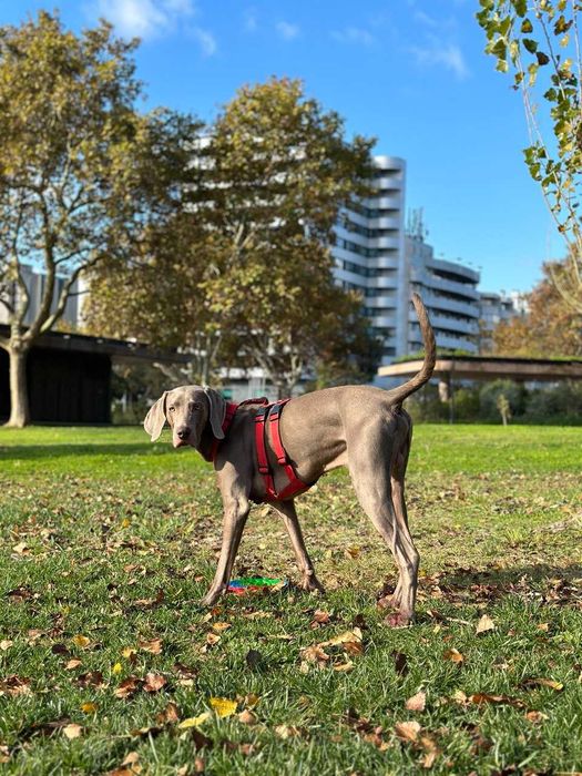 O Weimaraner Hugo está à procura de uma família [adoption]