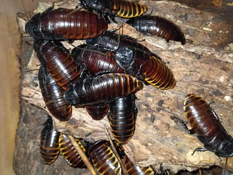 karaczan madagaskarski