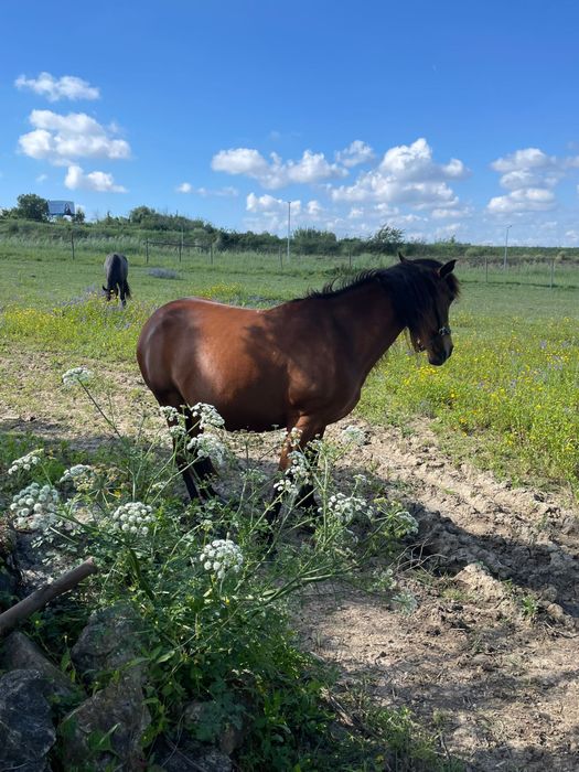 Vendo  Egua muito docíl