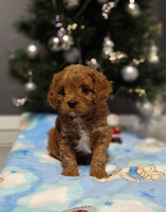 Cavapoo - Kawaler