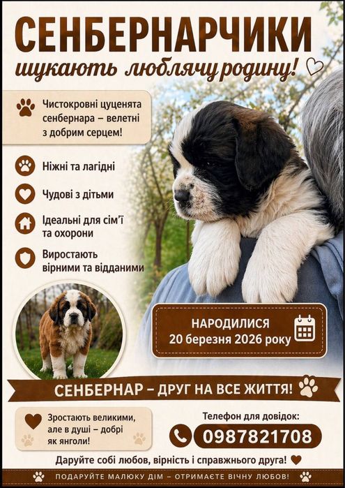 Цеценята Сенбернарчики