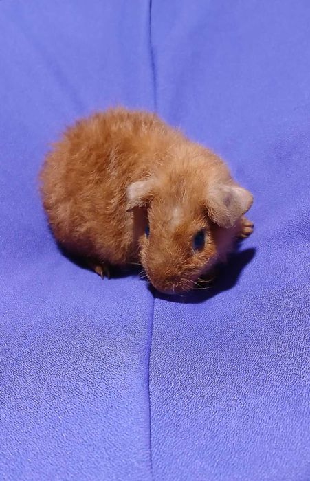 Морська свинка,  Тедді