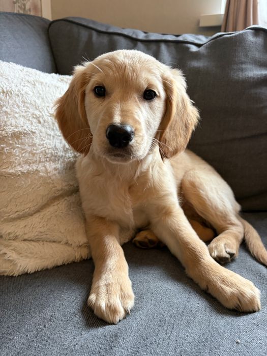 Suczka golden retriever