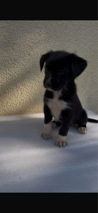 Cães bebés para adoção responsável