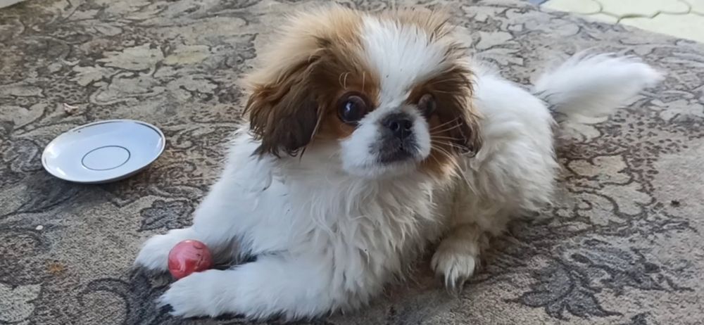 Собачки Пікінеси