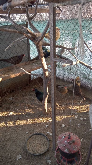 bażant łowny-młode