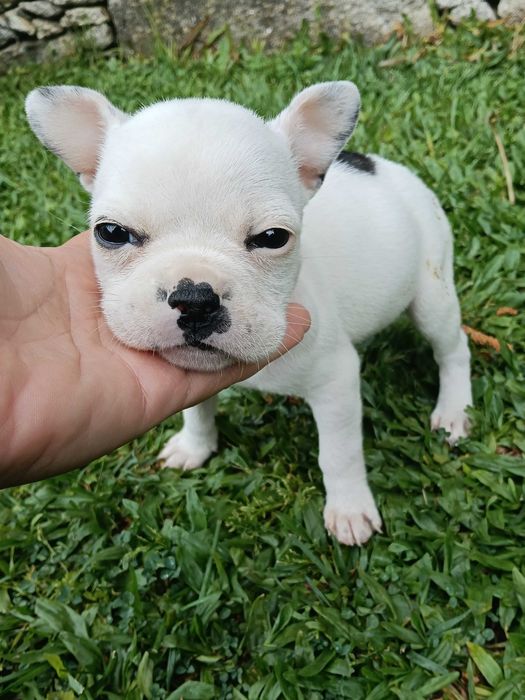 Bulldog francês macho