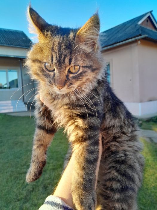 Віддам кошеня у добрі руки