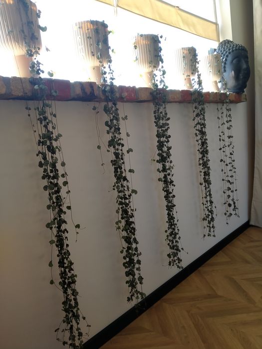 Ceropegia , sznur serc , sadzonka.