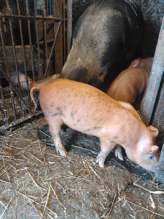 Поросята підрощенні мясного направлення