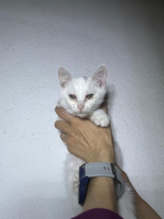Gatos para adoção