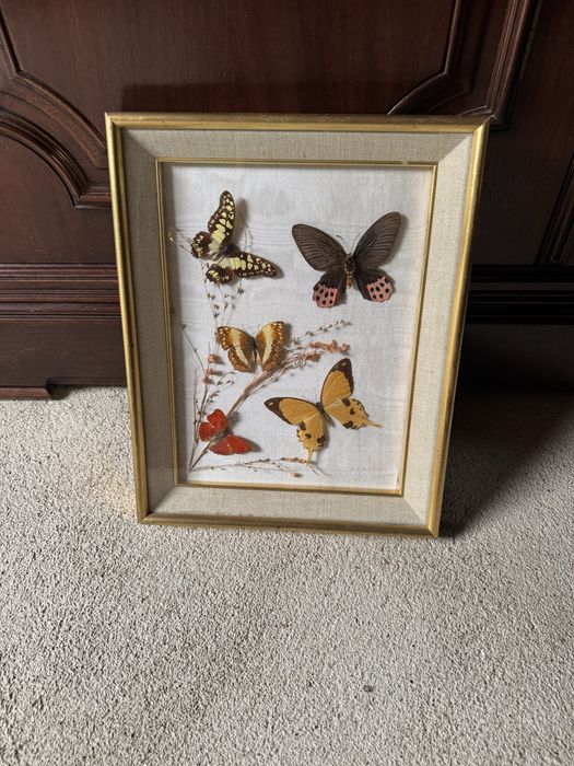 Quadro com borboletas naturais