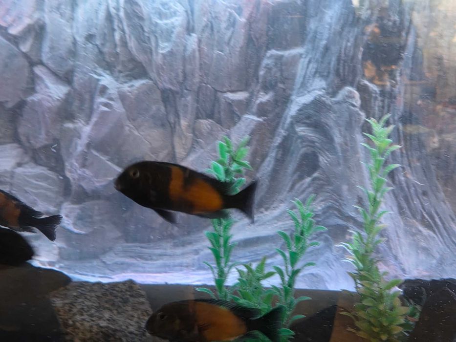 Tropheus black bulu