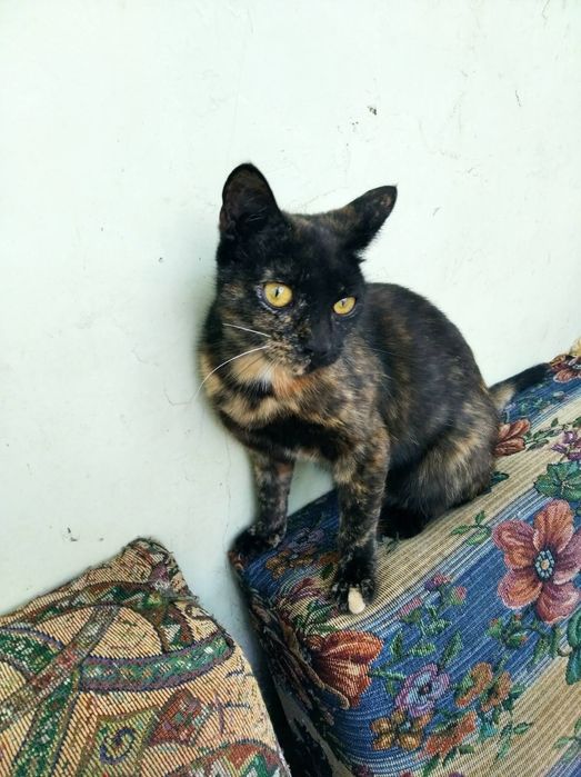 Віддамо в добрі руки!