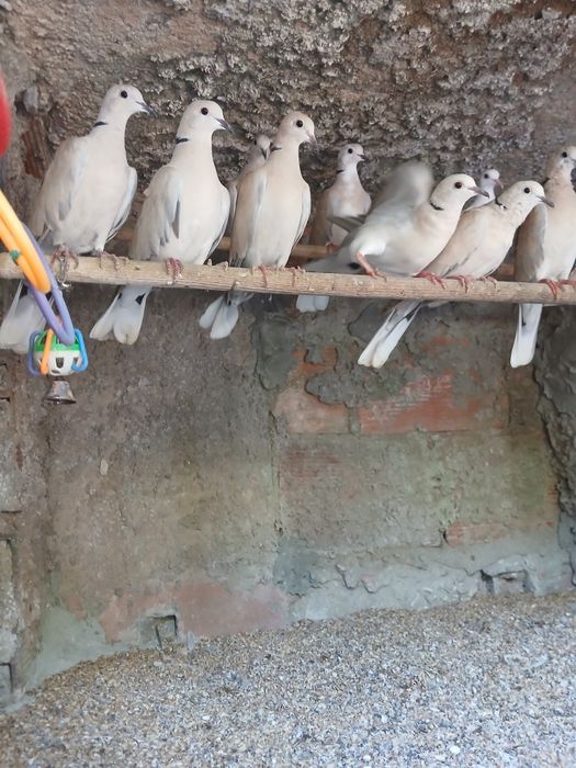 Lindas Rolas querem voar para outro lar