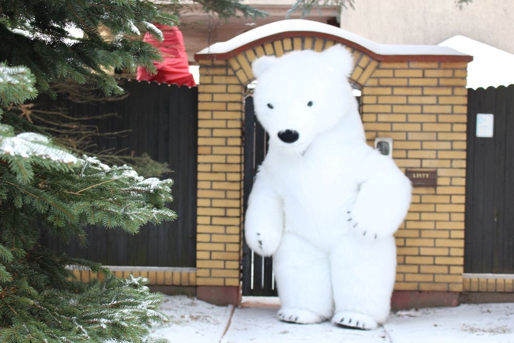 Pogodny Biały Miś Niespodzianka Na Każdą Imprezę