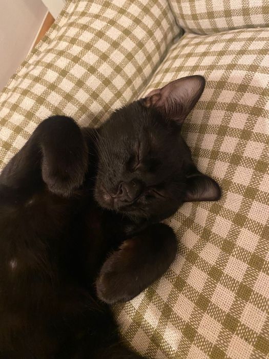 Gatinho bebé para adoção, 2 meses
