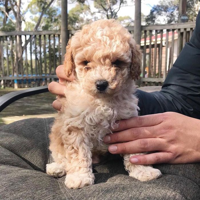 Мальтипу — ніжні малюки для домашнього затишку