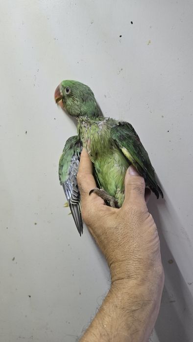 Papagaio grande alexandre