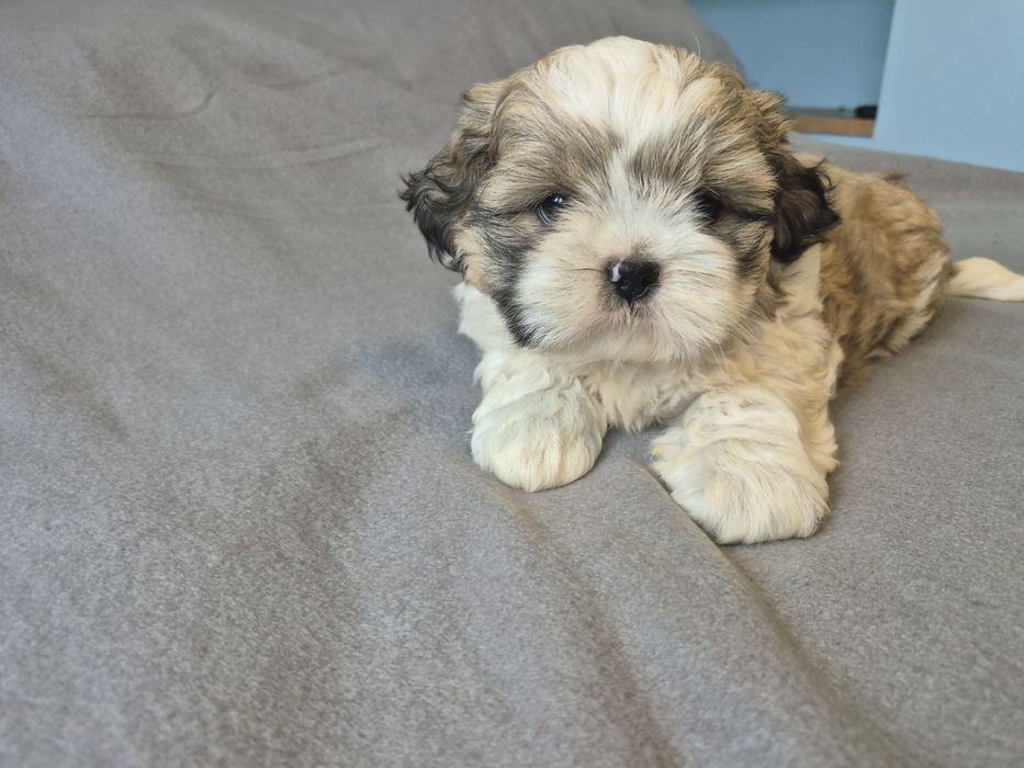 Shih Tzu Shihtzu
