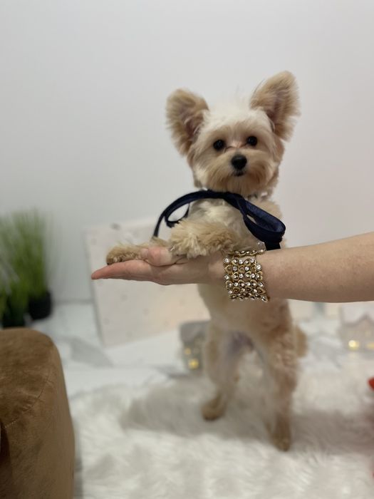 Ексклюзивні дівчатка Помапу з ідеальним характером