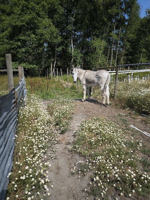 Burro com 4 anos
