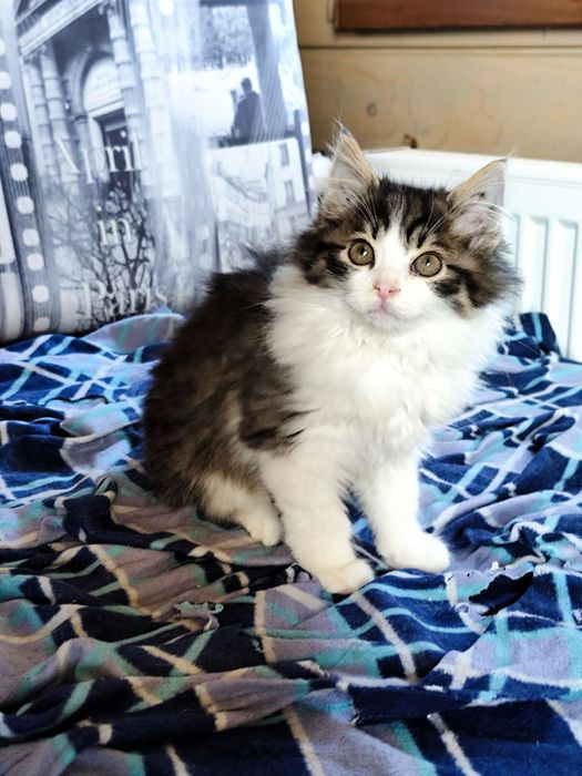 Кошеня в добрі руки! Хлопчик