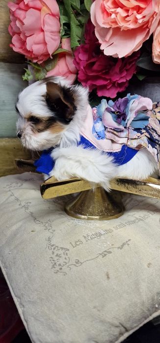 Гарнюсяя дівчинка біверйорка