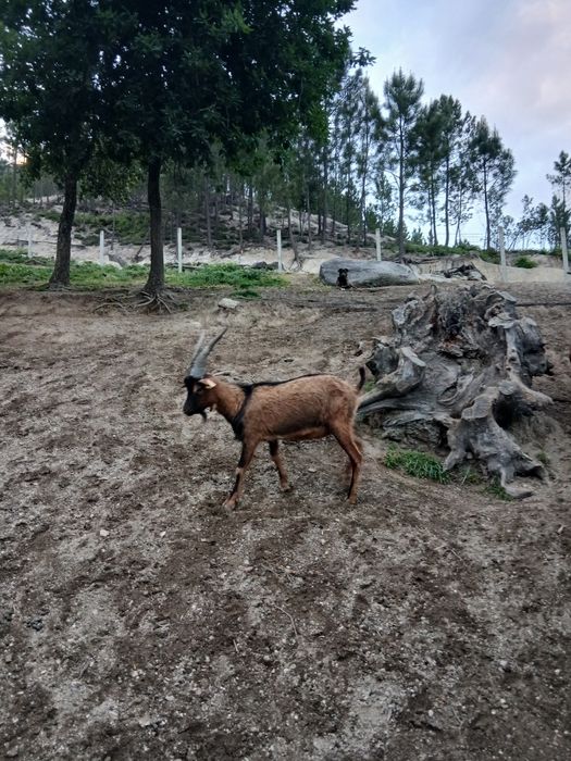 Chivo raça bravia