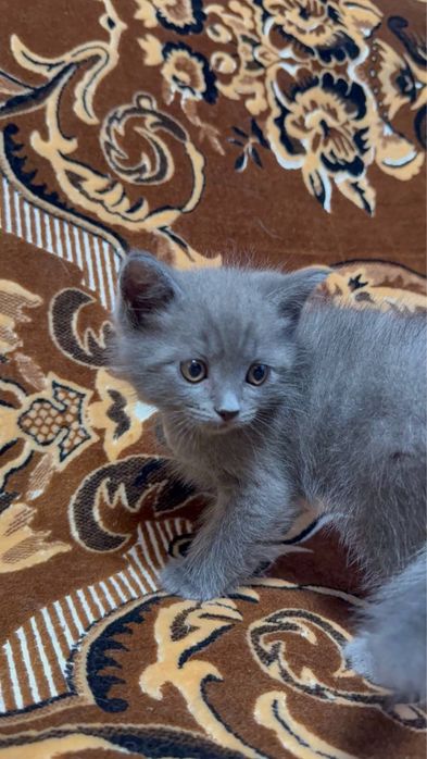 Котята. Серый и шоколадный.